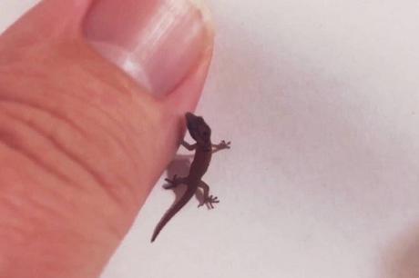 Jaragua Dwarf Gecko - Scientific Name: Sphaerodactylus Ariasae