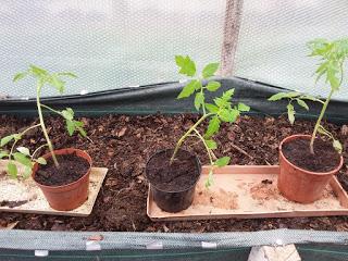 Starting the tomato season 2019