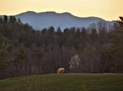 Eventide Robert's View