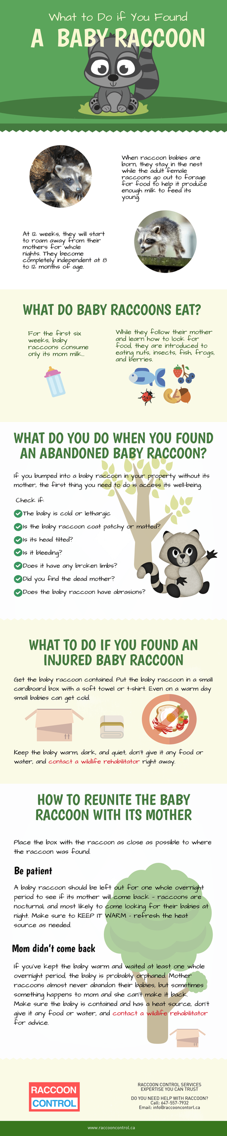 What to do if you found a baby raccoon