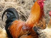 March 19th Featuring Poultry Freebies!