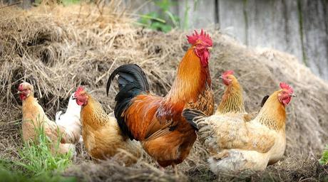 Image: Poultry at the Farm, by S.V.Klimkin on Pixabay
