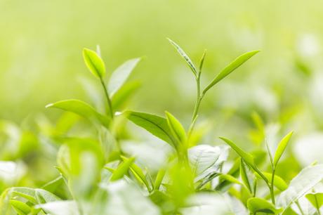 Fresh tea leaves in morning on tea plantation field