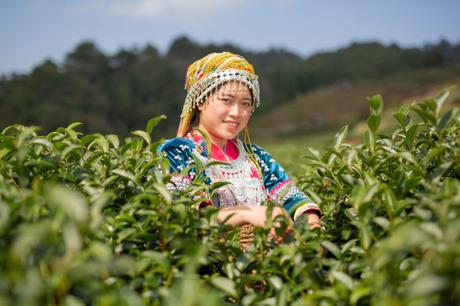 Agriculture of hilltribe women