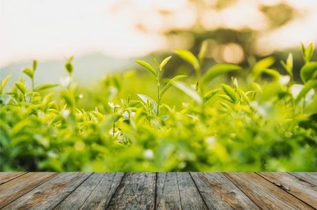 Wood floor green tea and fresh leaves