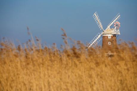cley windmill seen through the reeds