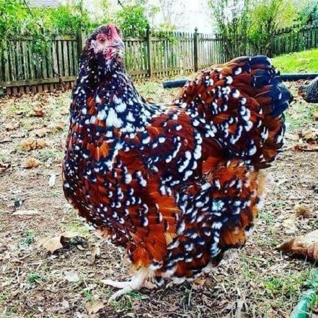 unusual chickens for the exceptional