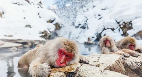 Enchanting Travels Japan Tours Snow Monkeys Japanese Macaques bathe in onsen hot springs of Nagano, Japan