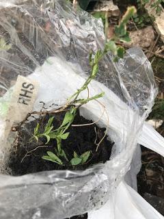 A bag full of plants