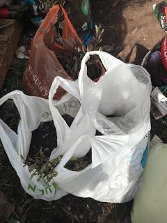 A bag full of plants