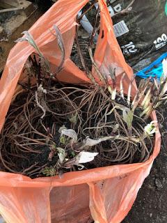 A bag full of plants