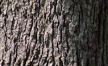 White Oak Bark: Benefits, Dosage and Side Effects