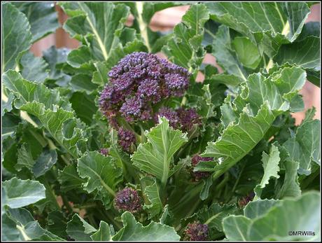 First harvest of PSB