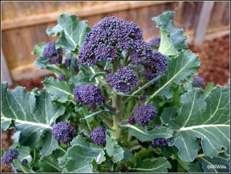 First harvest of PSB