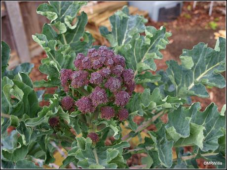 First harvest of PSB