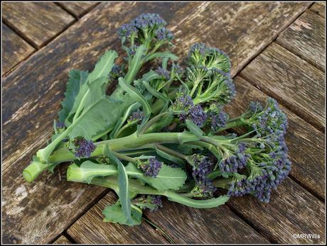 First harvest of PSB