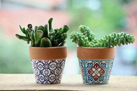 Well-ness centric Houseplants purifying indoors﻿