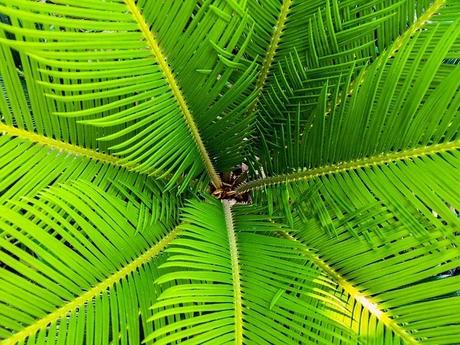 Well-ness centric Houseplants purifying indoors﻿