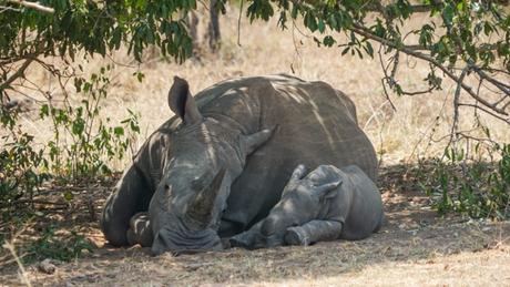 Ziwa Rhino Sanctuary is a Must Visit in Uganda