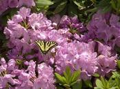 Springtime! Flowers! Butterflies!