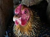 From Years Ago--A Good Chicken