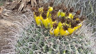 SPRINGTIME IN THE SONORA DESERT: At Tohono Chul Gardens, Tucson, AZ