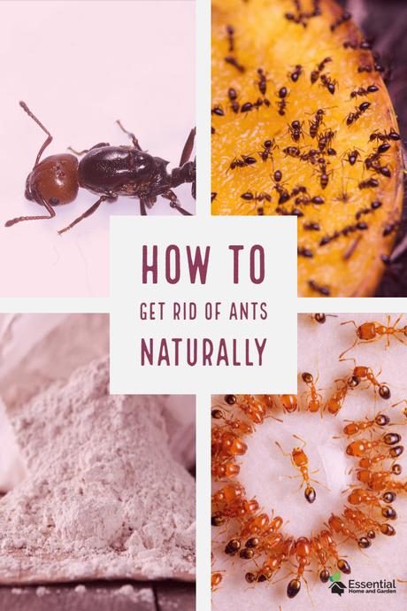Kill Ants Naturally with Diatomaceous Earth