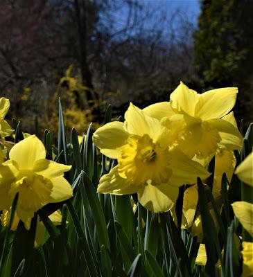 A Host of Golden Daffodils
