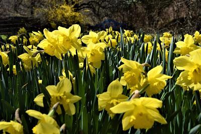 A Host of Golden Daffodils