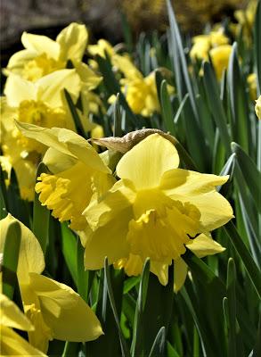 A Host of Golden Daffodils