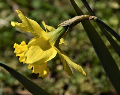 A Host of Golden Daffodils