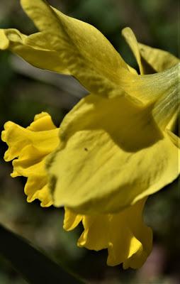 A Host of Golden Daffodils