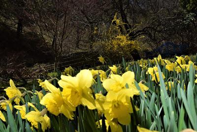 A Host of Golden Daffodils