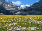 Alpine Tundra Biome: Location, Climate, Vegetation Animals