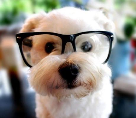 A Dog Wearing Glasses