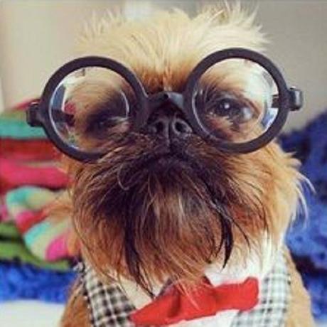 A Dog Wearing Glasses