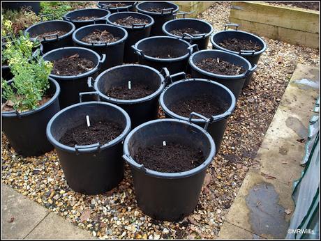 Planting potatoes in containers