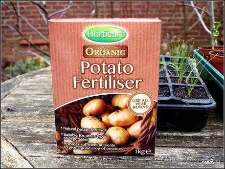 Planting potatoes in containers