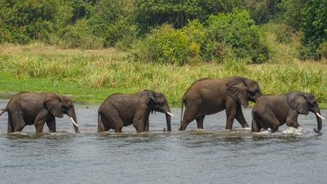 9 Animals We Spotted in Murchison Falls National Park, Uganda