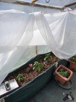 Keeping Frost Off Young Tomato Plants
