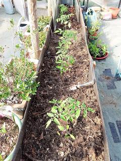 Keeping Frost Off Young Tomato Plants