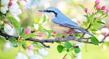 Image: Spring Bird, by Jill Wellington on Pixabay