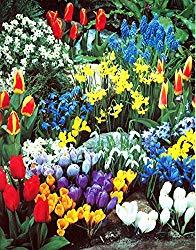 Image: A Complete Spring Garden - 50 Bulbs for 50 Days of Continuous Blooms, by Hirts: Bulbs