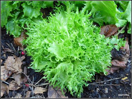 Over-Wintered Endives Over-Wintered Endives