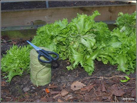 Over-Wintered Endives Over-Wintered Endives
