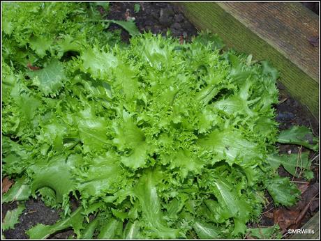 Over-Wintered Endives Over-Wintered Endives