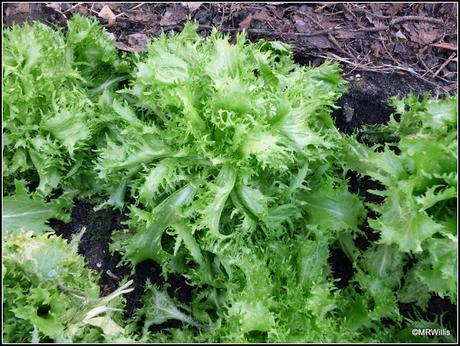 Over-Wintered Endives Over-Wintered Endives