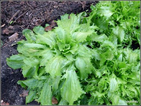Over-Wintered Endives Over-Wintered Endives