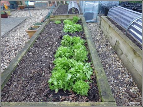 Over-Wintered Endives Over-Wintered Endives