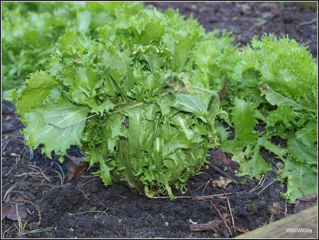 Over-Wintered Endives Over-Wintered Endives